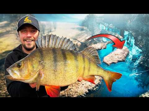 Ce petit ruisseau cachait un PERCHE MONSTRE !