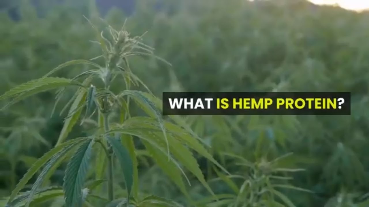 What is hemp protein Hemp Seeds YouTube