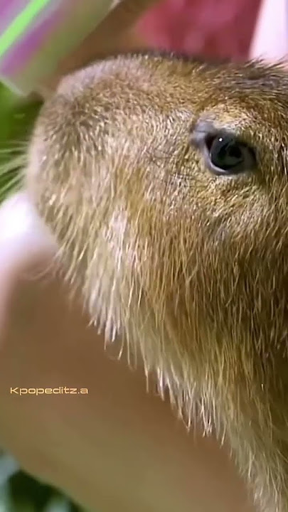 This song is stuck in my head #jennie #capybara #blackpink