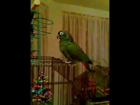 Max The Maximilian Pionus Parrot Laughing