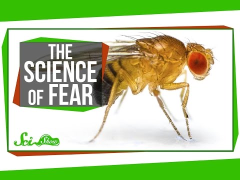 Seasonal Genes & The Science of Fear thumbnail