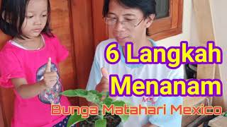 Cara Menanam Bunga Matahari Mexico, Vegetasi Favorit Lebah Klanceng @jejaktrigonaindonesia