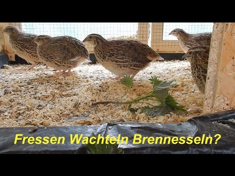 Wachtelfarm #62 - Fressen Wachteln Brennesseln? - YouTube