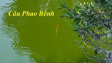 Cận cảnh câu cá chép, cá diếc phao bềnh