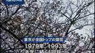 全国トップ　東京のサクラ開花