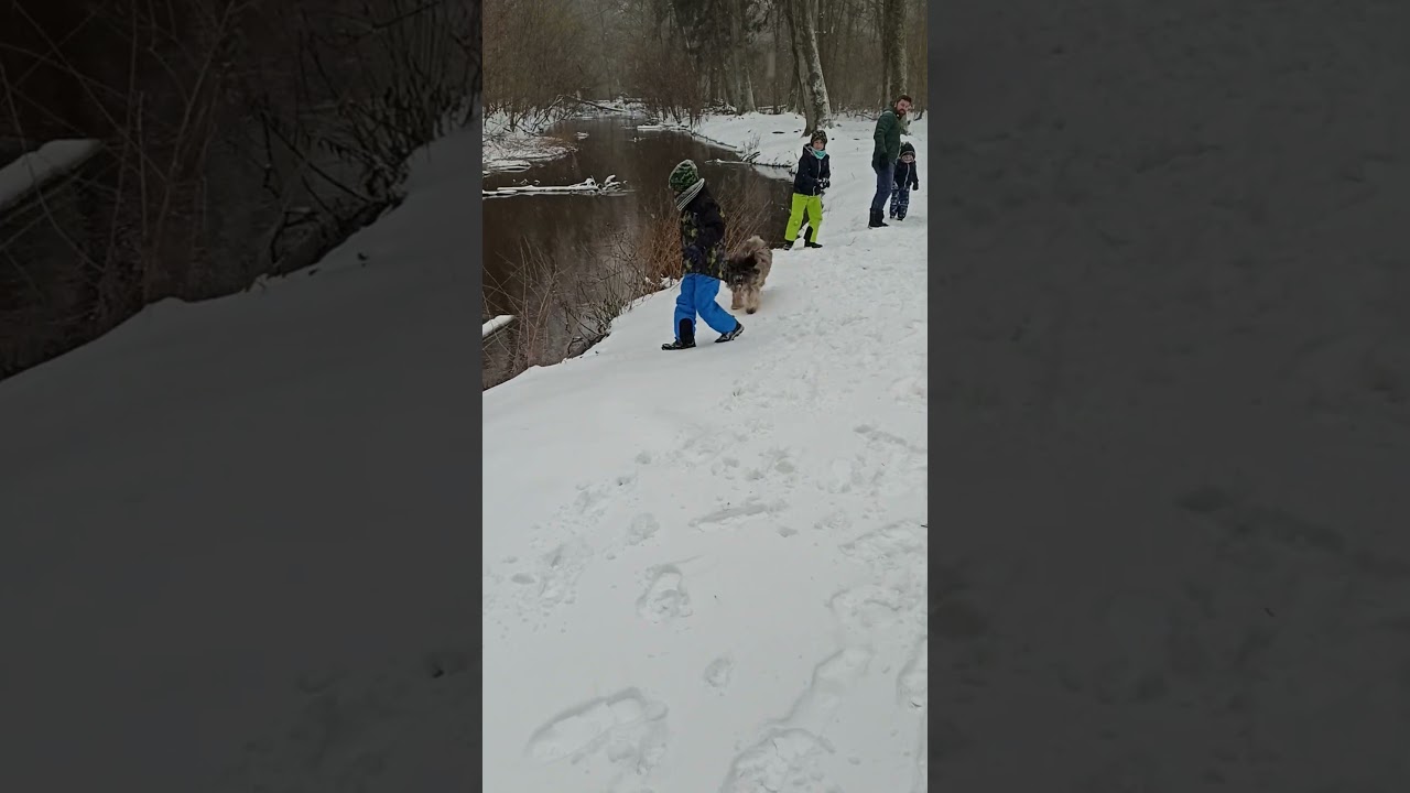 Tibet Terrier spielt im Schee in Germany ❤️❤️❤️
