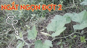 thời điểm ngắt ngọn bí hồ lô đợt 2 |  cách trồng bí hồ lô cơ bản hiệu quả