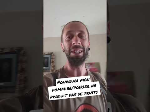 Pourquoi est-ce que mon pommiers/poirier ne produit pas de fruit ?