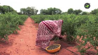 Organic Farming in Pomegranate