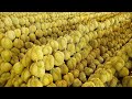 Collecte du processus de rcolte des fruits durian  la ferme durian  cuisine de rue thalandaise