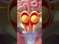 Twins Explained: How Two Babies Form in the Womb