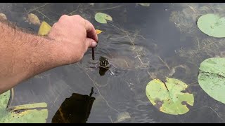 This is Why I Love Turtles!