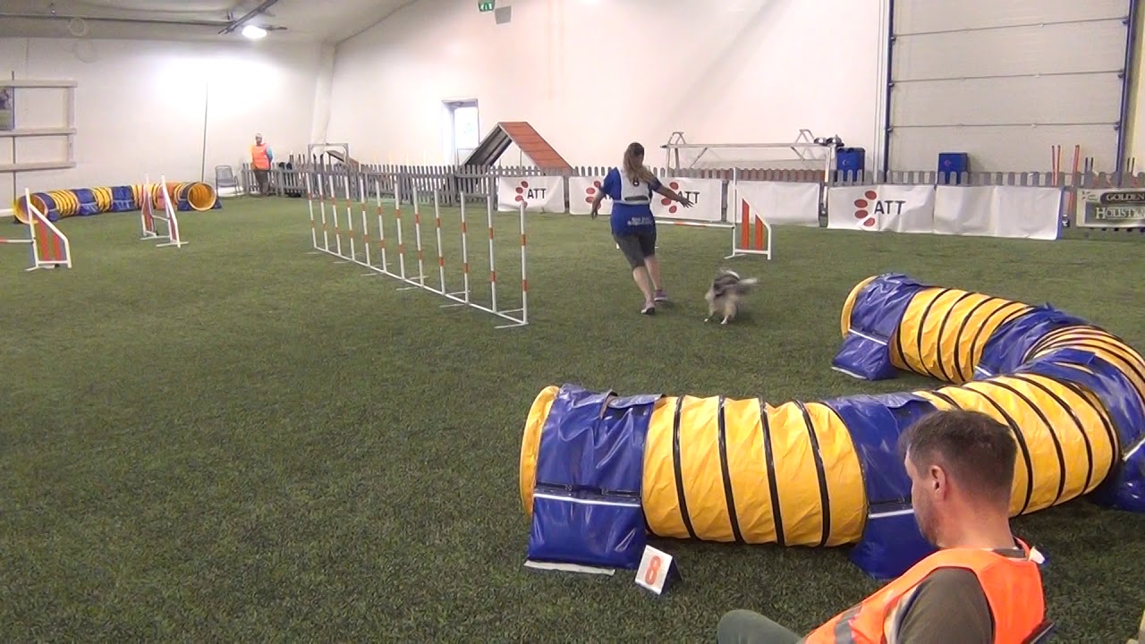 Vekara Agility , Sheltti , Hilma