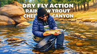 Cheesman Canyon, Dry flying Rainbow Trout in Winter - Peter's catch