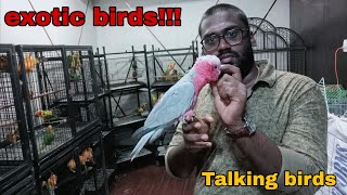 exotic birds | Tamed birds | mufasa pets Shop in Chennai | talking birds