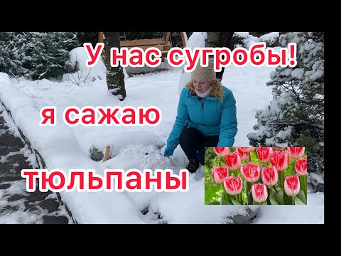 Можно ли сажать тюльпаны в ноябре gardening in Ukraine