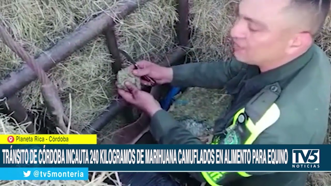 Tránsito de Córdoba incauta 240 kilogramos de marihuana camuflados en alimento para equino