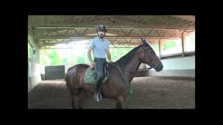 Equitazione Classica Dressage - Francesco Vedani - lavoro sulle transizioni con un puledro