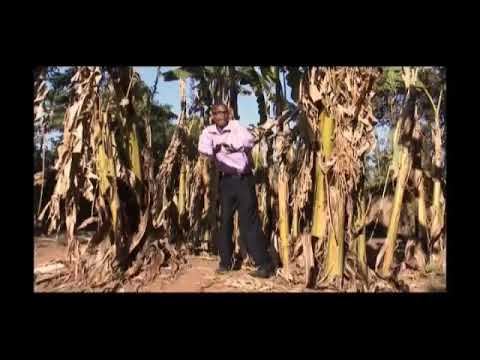 Honorato Pandakwao  Mwanawanga Official HD video