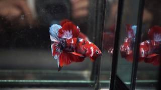 Fancy Super Red Koi Galaxy Halfmoon Plakat Hmpk Male Betta