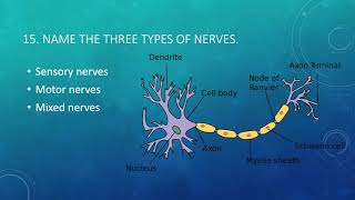 Grade 5 Science Worksheet Part 3. Nervous system, Muscular system,Plants