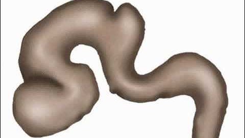 Developement of embryonic brain