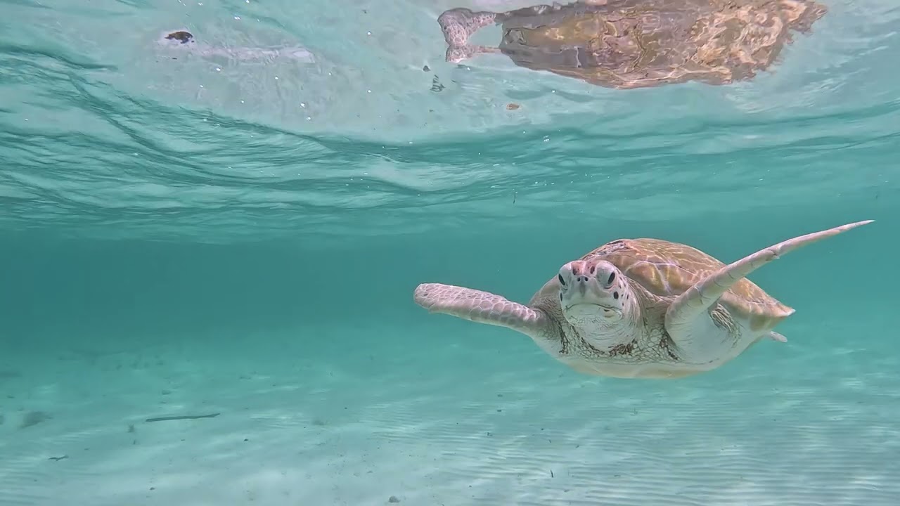 Valentines Resort & Marina in Harbour Island Bahamas