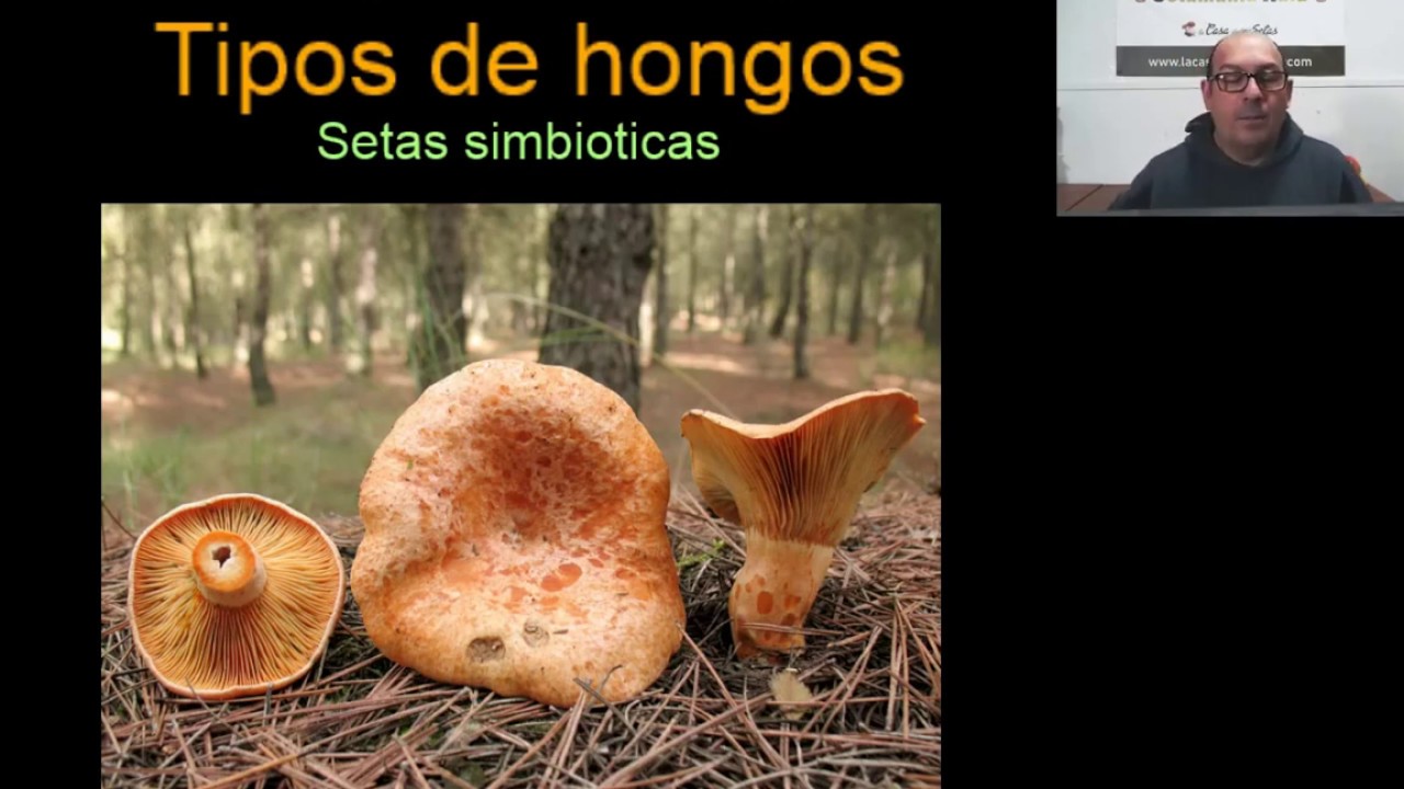 Setas de Temporada. Curso de setas. Clase Nº 1. Setas 2023.