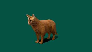 Somali Cat Animal  3D Model