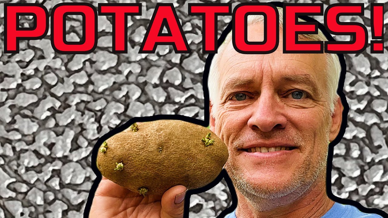👨‍🌾Planting PotatoesBetter Late Than Never? YouTube
