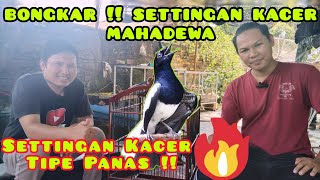 Settingan Kacer Tipe Panas Untuk Lomba || Perawatan Kacer Tipe Panas  Sebelum Lomba !!