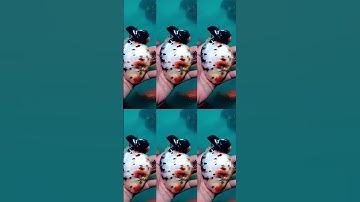 Ranchu Tàu hơi nhiều màu #fish #pets #cacanh #thucung #ranchu #goldfish #shorts #viral