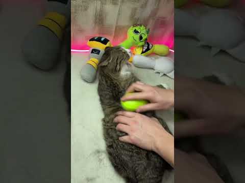 Кот + камера = море уюта и веселья! Подписывайся, если любишь котиков.