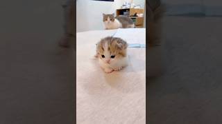 Cute kittens ❤                            #shorts #short #shortsfeed #cute #kitten #baby #cuppycake