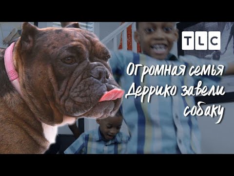 Завели собаку | Огромная семья Деррико | TLC