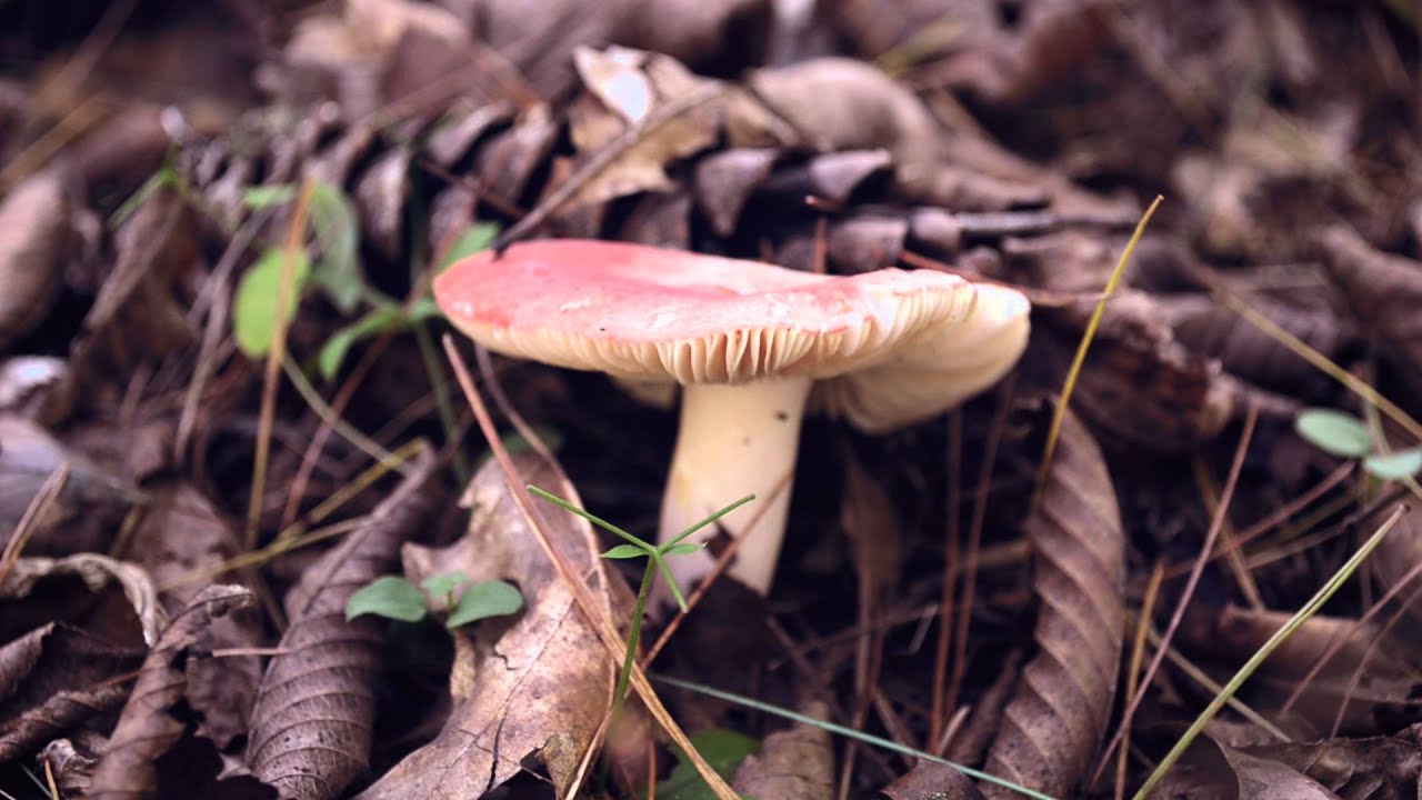 Chris Koza "Salt" (Acoustic Cabin Video)