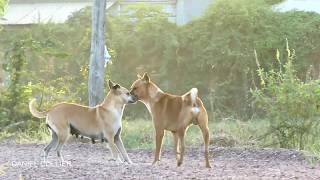 Morning SummerDog!!Boerboel And Chinook