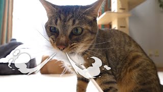 鬼のような鼻息の猫！笑