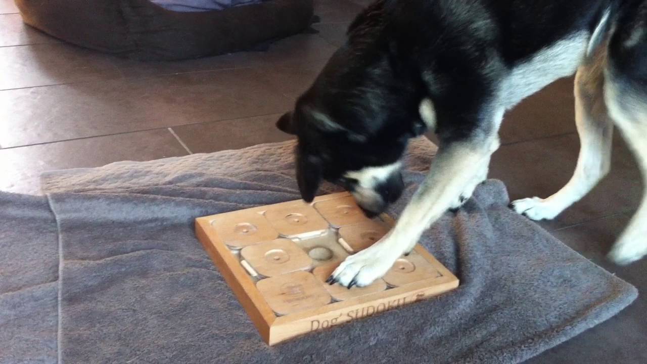 Luna plays 'Dog SUDOKU Expert' - My 