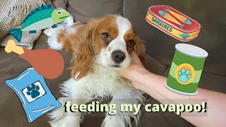 WHAT I ATE WEDNESDAY...DOG EDITION!! | What to feed a Cavapoo!