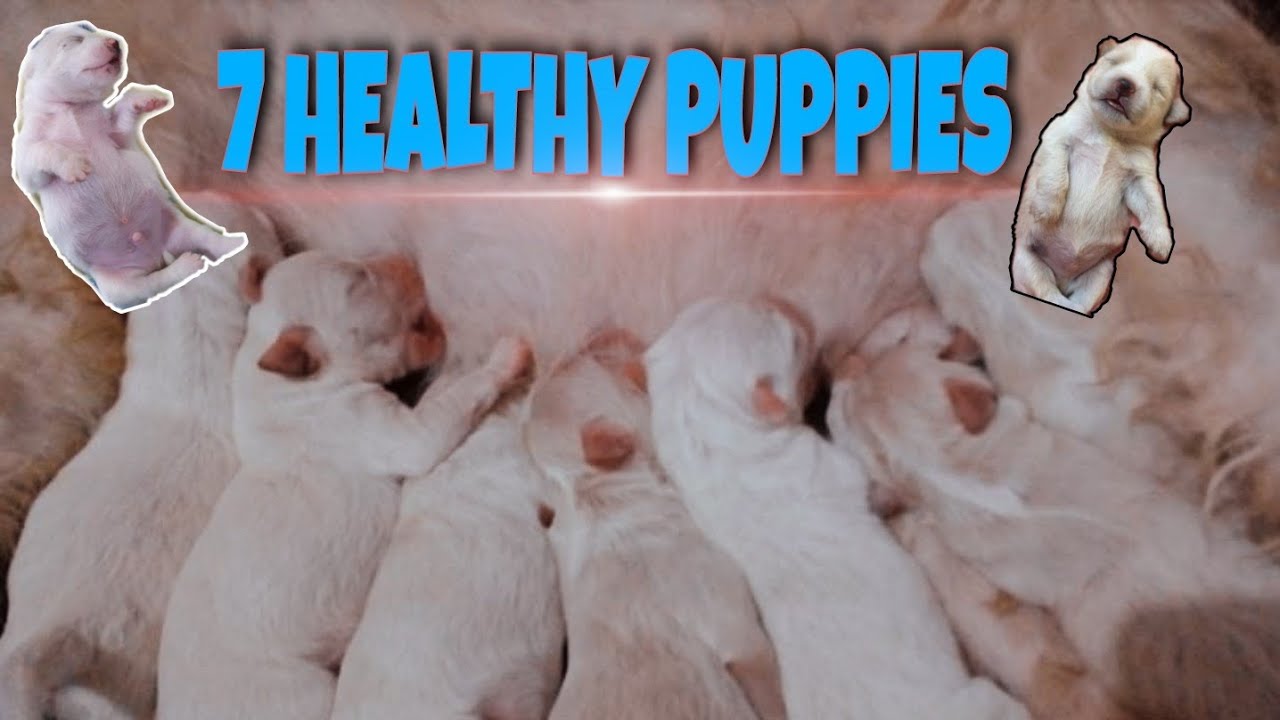 OUR DOG GAVE BIRTH TO 7 PUPPIES | LALAKI LAHAT - YouTube
