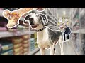 Buying Worlds Tallest Dog EVERYTHING He Touches!