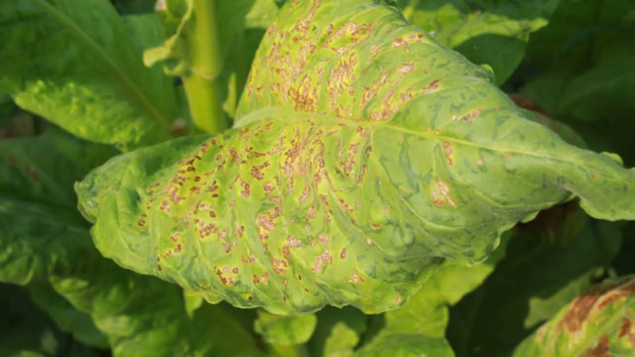 tobacco meaning in urdu Disease and pets in tobacco|tobacco mosaic disease|in Urdu