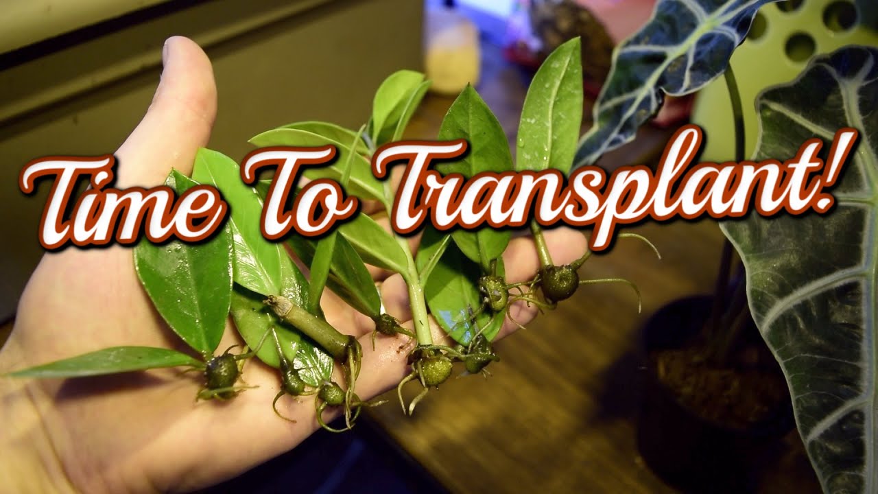 How to Move ZZ PLANT Cuttings From WATER to SOIL! 🌿 
