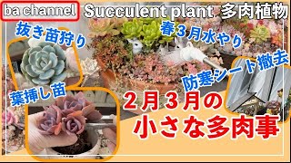 304 多肉植物 春３月水やり ２月３月の小さな多肉事 多肉事 葉挿し苗 多肉狩り 抜き苗 Succulent Youtube