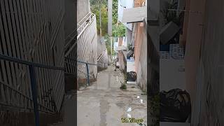 Download Lagu #017 SERUPUT PAGI - Mengalahkan Orang Pintar Cukup Dengan Satu Fakta MP3