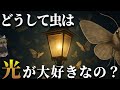【永遠の謎】虫が光に集まるのはなぜ？