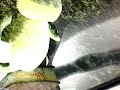Mister Frogdriver 13