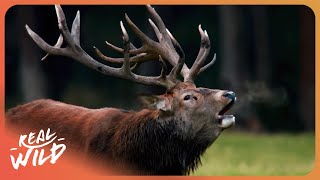 AUTUMN ANIMALS | Stories Of Survival | 4K