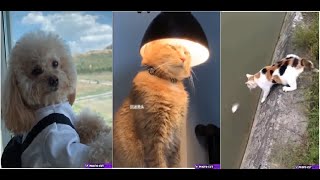 Vid #8 A Day In The Life Of Best Ever Funniest Cat  Video Compilation